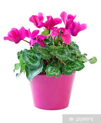 Cyclamen persicum (Classic)
