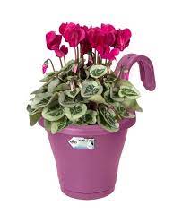 Cyclamen persicum (Variegated Leaf)