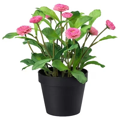 Pink 'Best' Bloom
